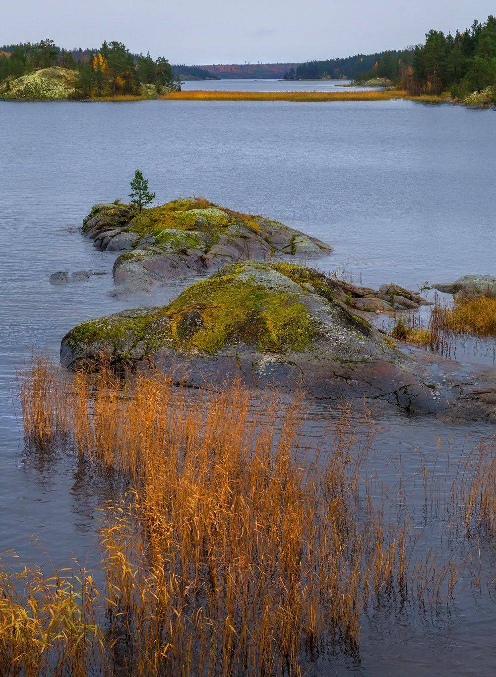 ладожское озеро, карелия, шхеры, природа, скалы, вода, лес, сосны, остров, охотник, непогода, осень, тростник., Лашков Фёдор