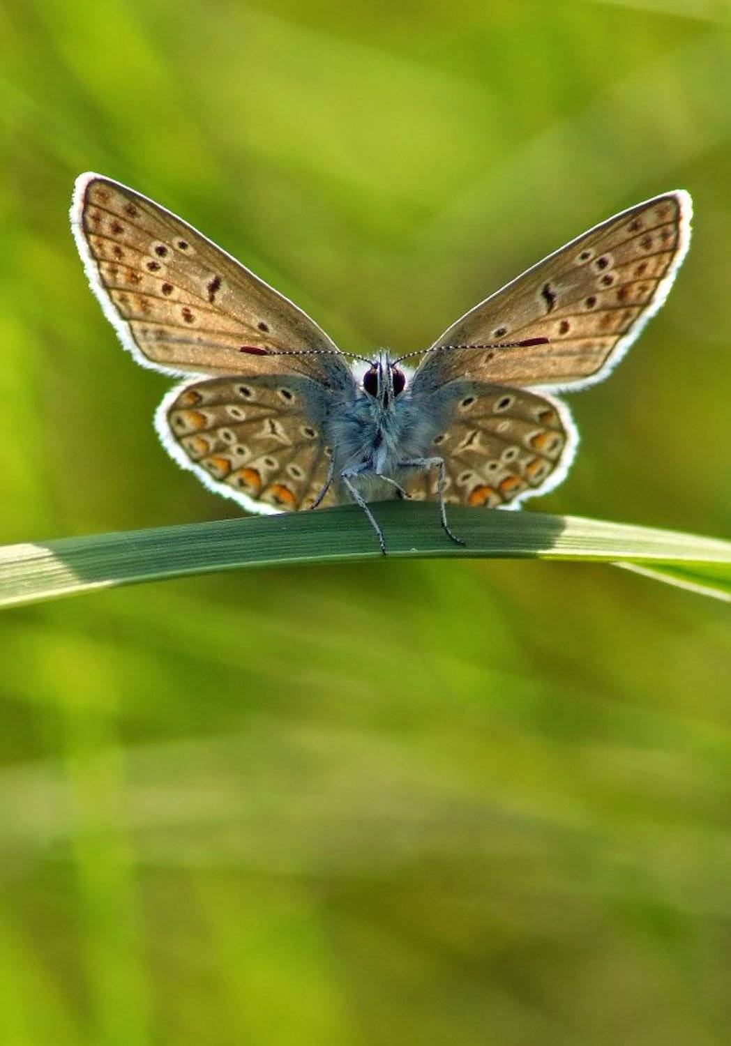 Бабочка, Чепленко Алексей