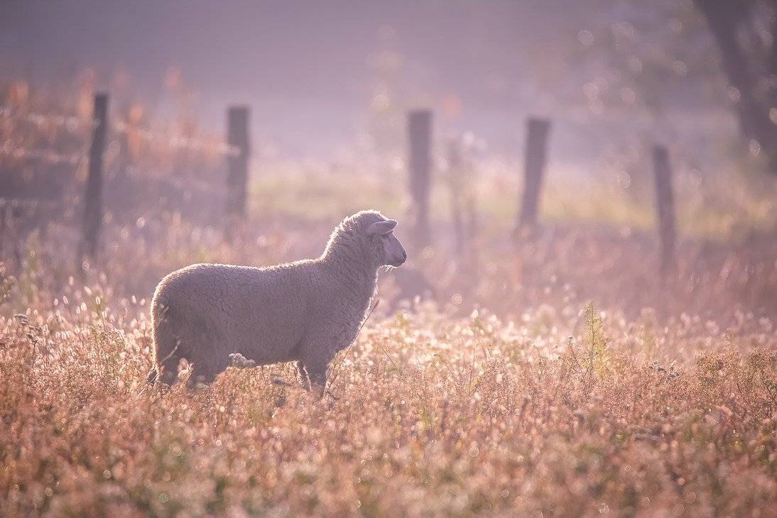 , Вячеслав Мищенко