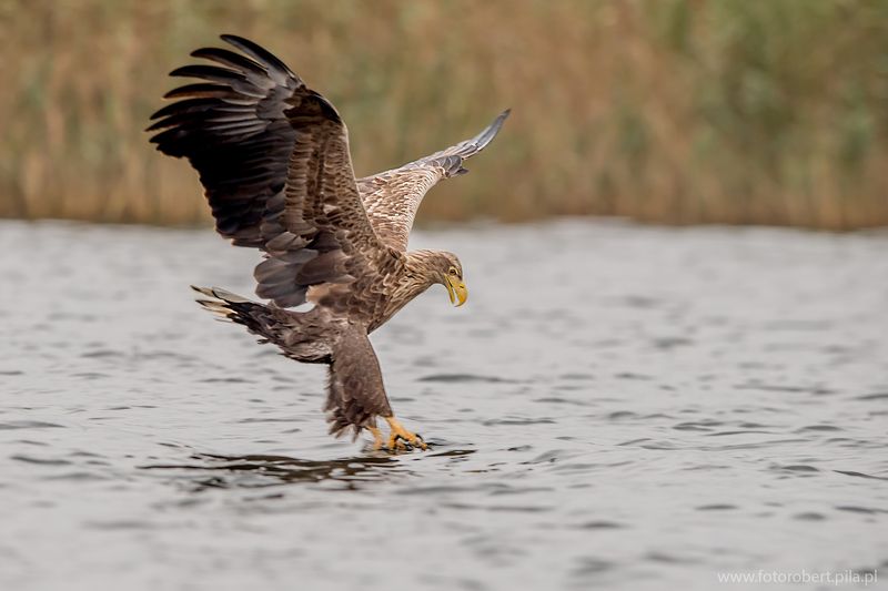 Орел в полете Орел в полете фото превью