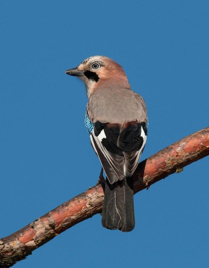 птицы, сойка,, Владимир Пакалевич