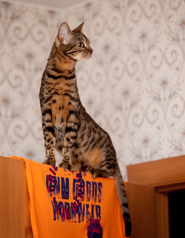 mr.filler Жирафик, комнатный :) фото превью