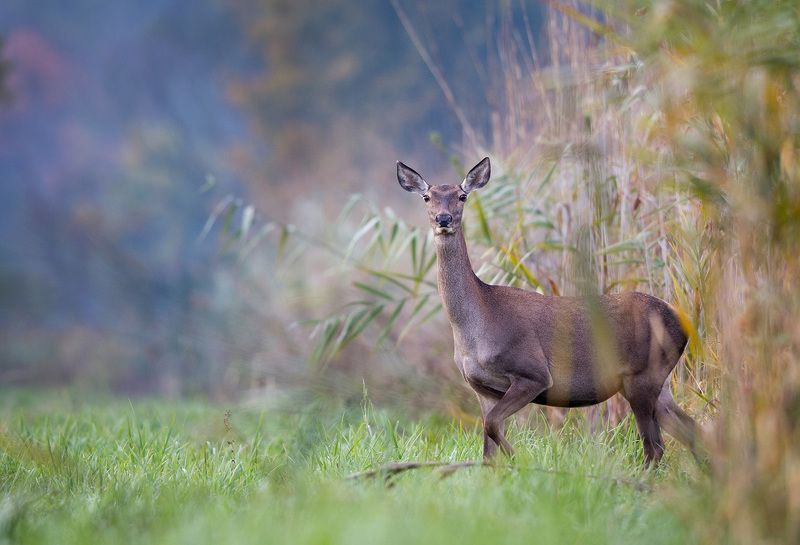 *** фото превью