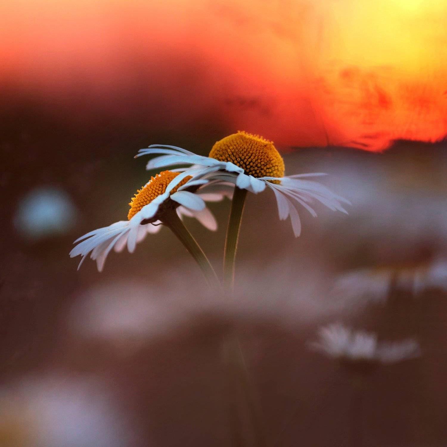 , Вадим Морозов