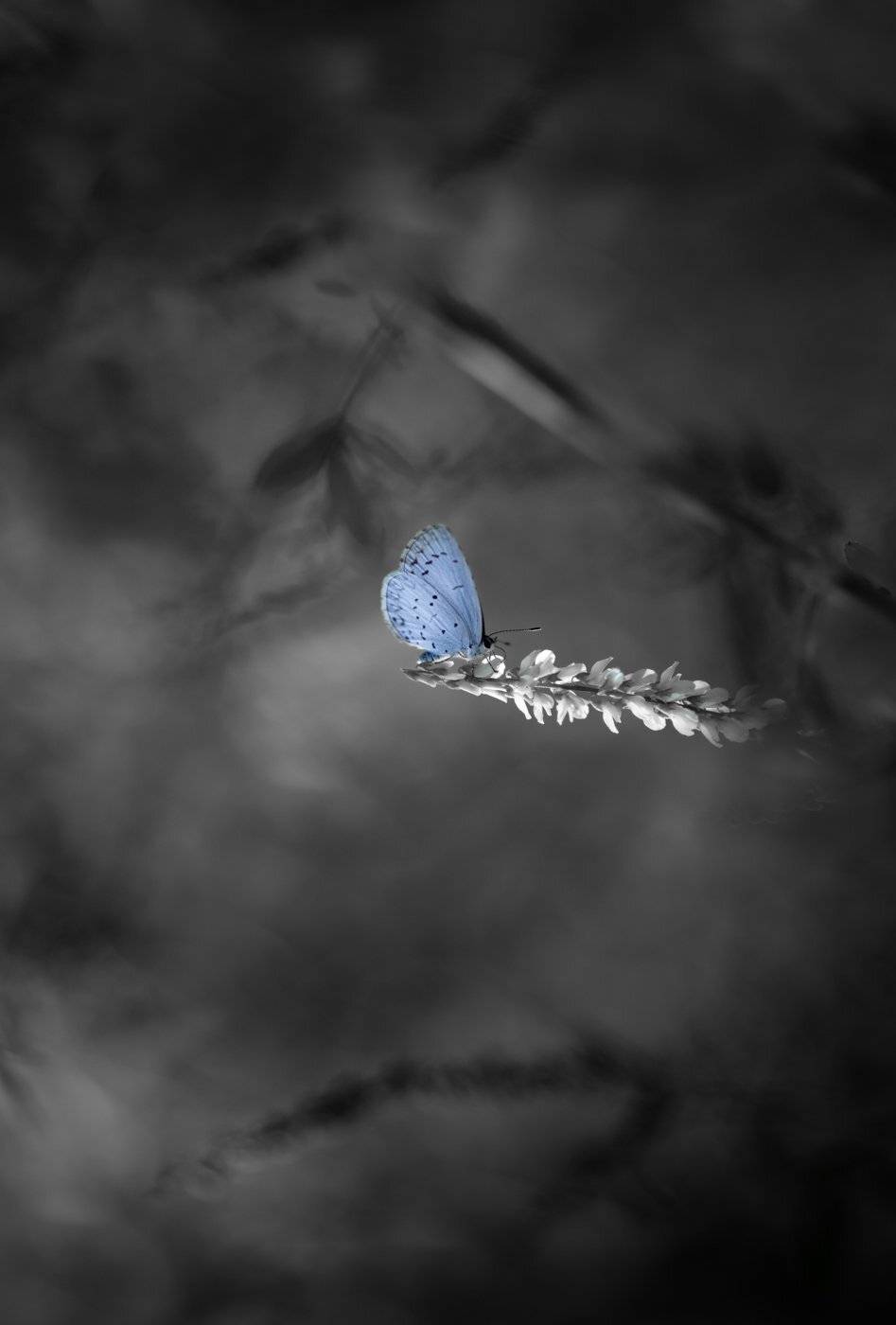 , Андрей Степанов