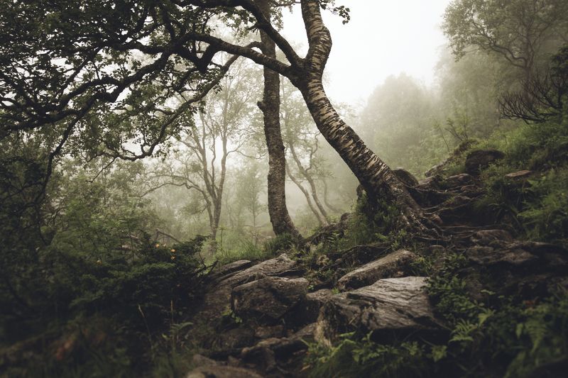 A L G I Z фото превью