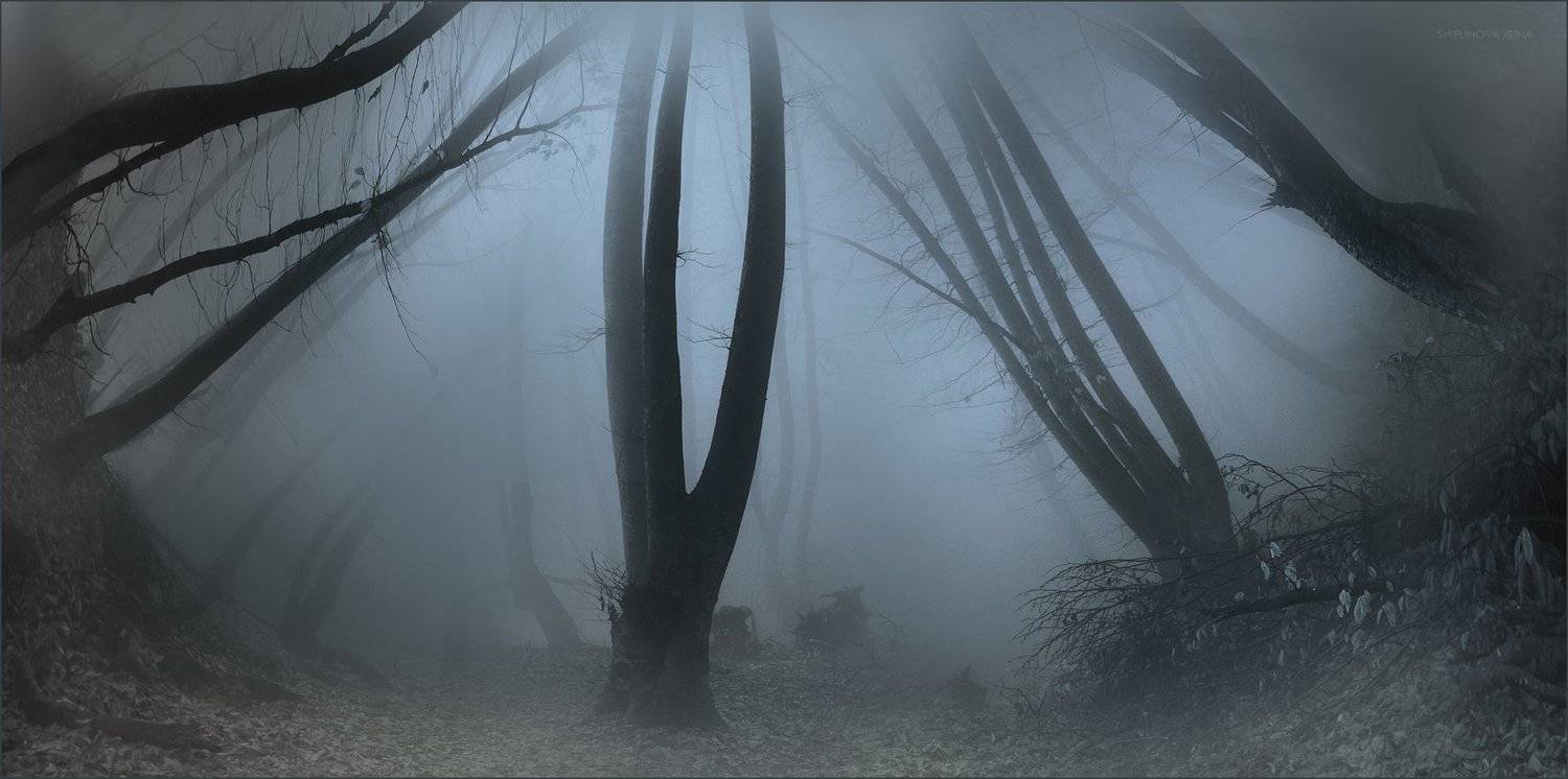 , Шипунова Ирина