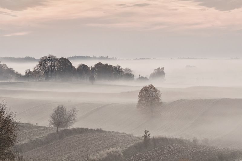 fag, tress,filelds, foggy morning фото превью