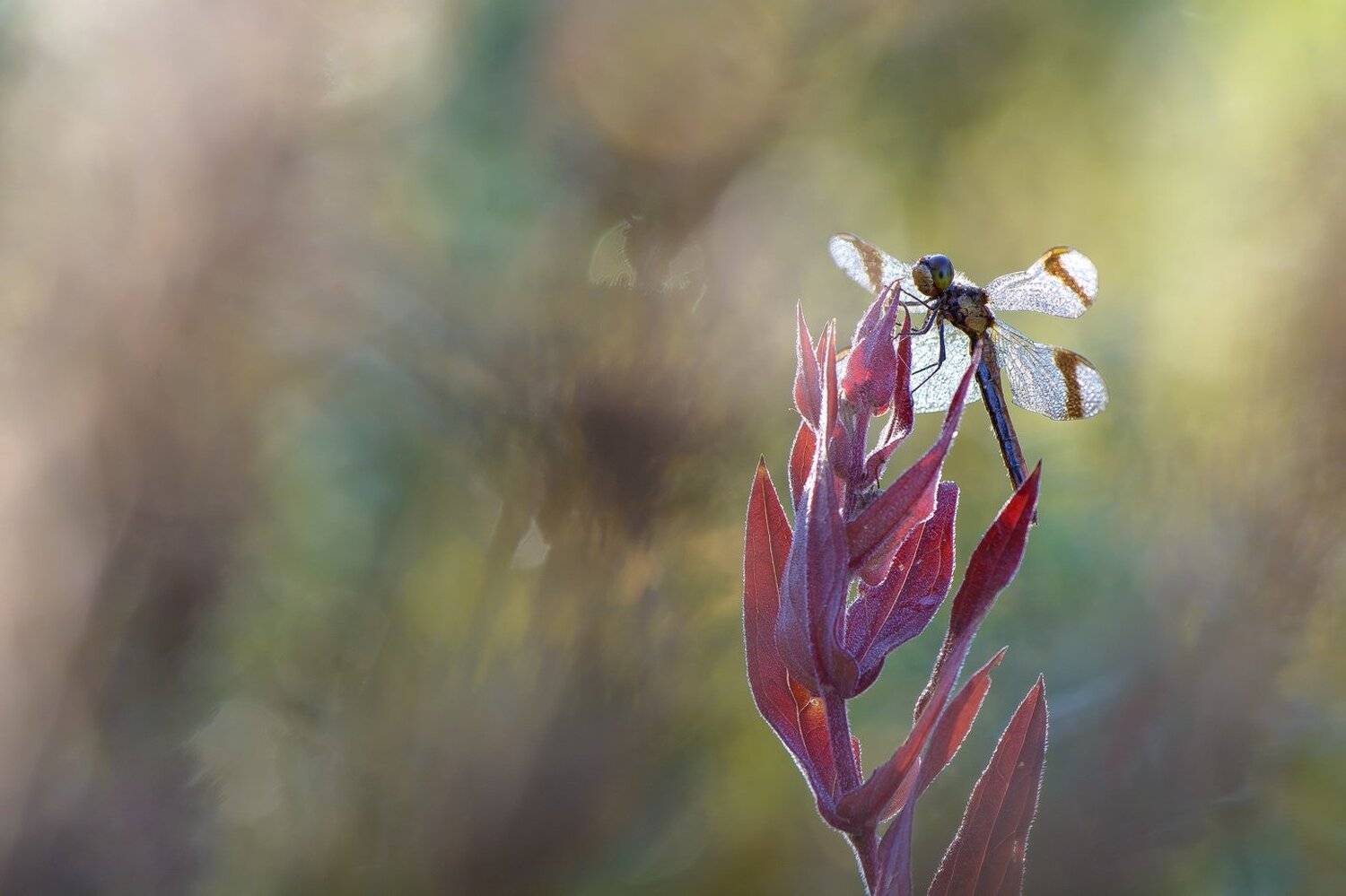 , Кузнецов Дмитрий