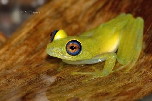 Зелёный веслоног - Boophis viridis