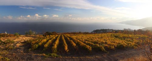 Осенний виноградник