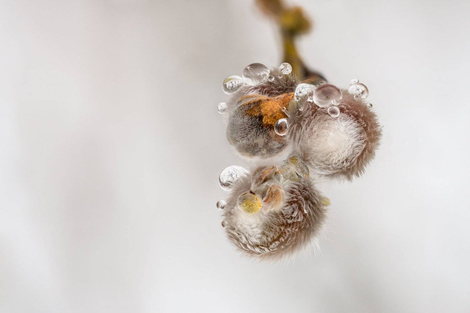 , Александр Иванов