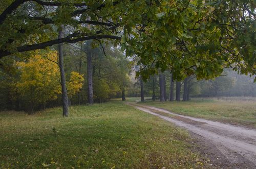 Лесная дорога в тумане