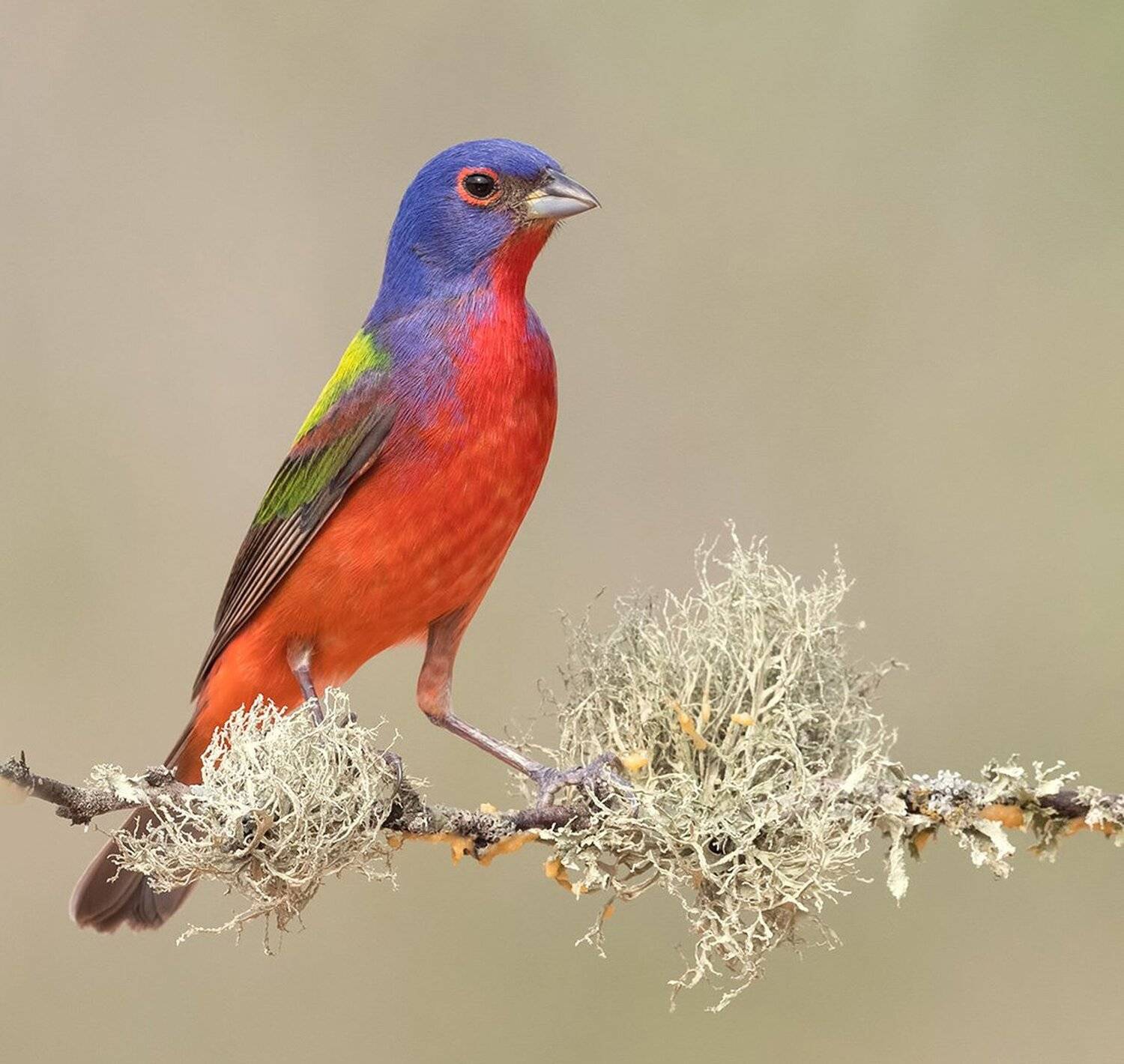 расписной овсянковый кардинал, painted bunting, кардинал, tx, texas, Elizabeth Etkind