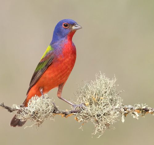 Расписной овсянковый кардинал - Painted bunting