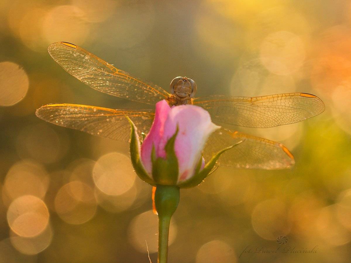 , Pawel Plucinski
