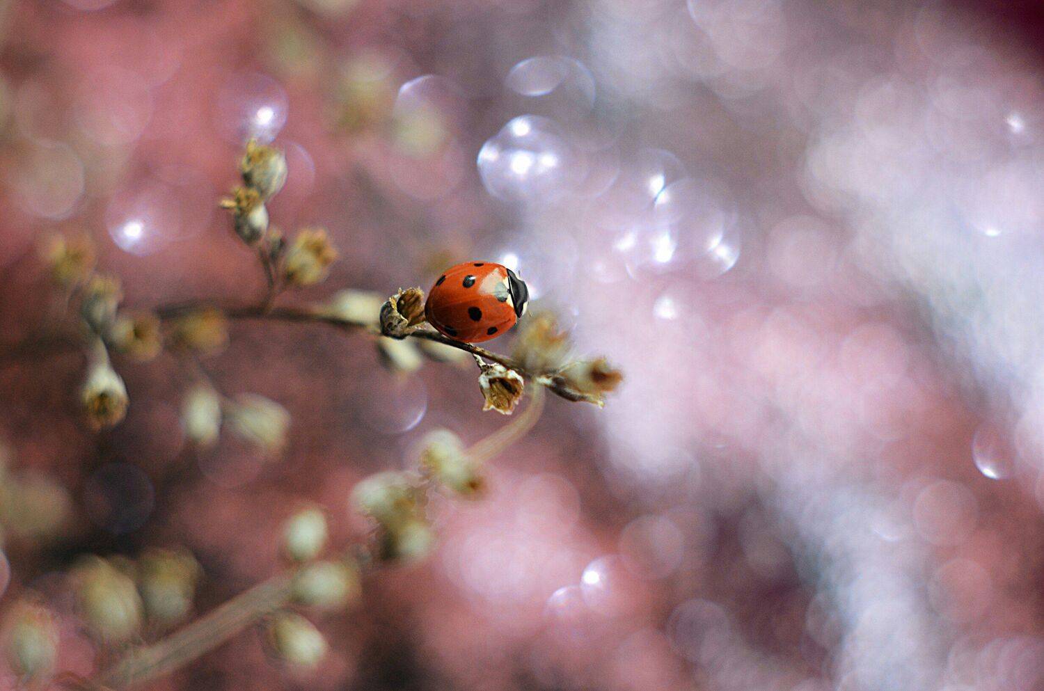 , Лапшина Владлена