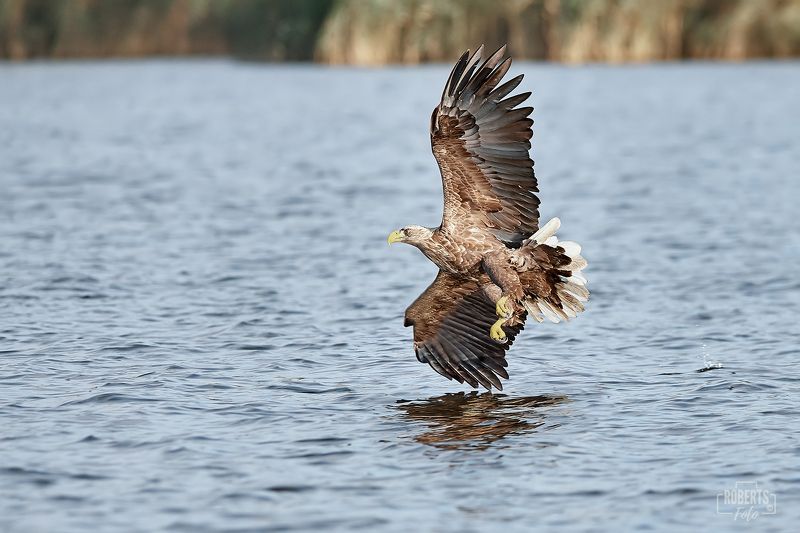 Орел в полете Орел в полете фото превью