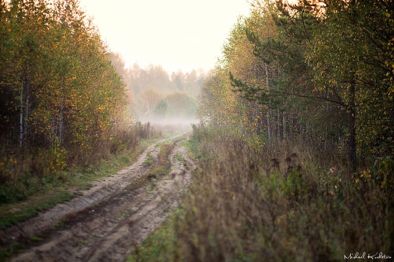 The road in the woods фото превью