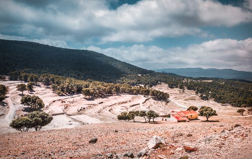 *В мире животных*