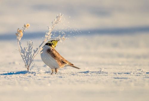 Экспрессионист
