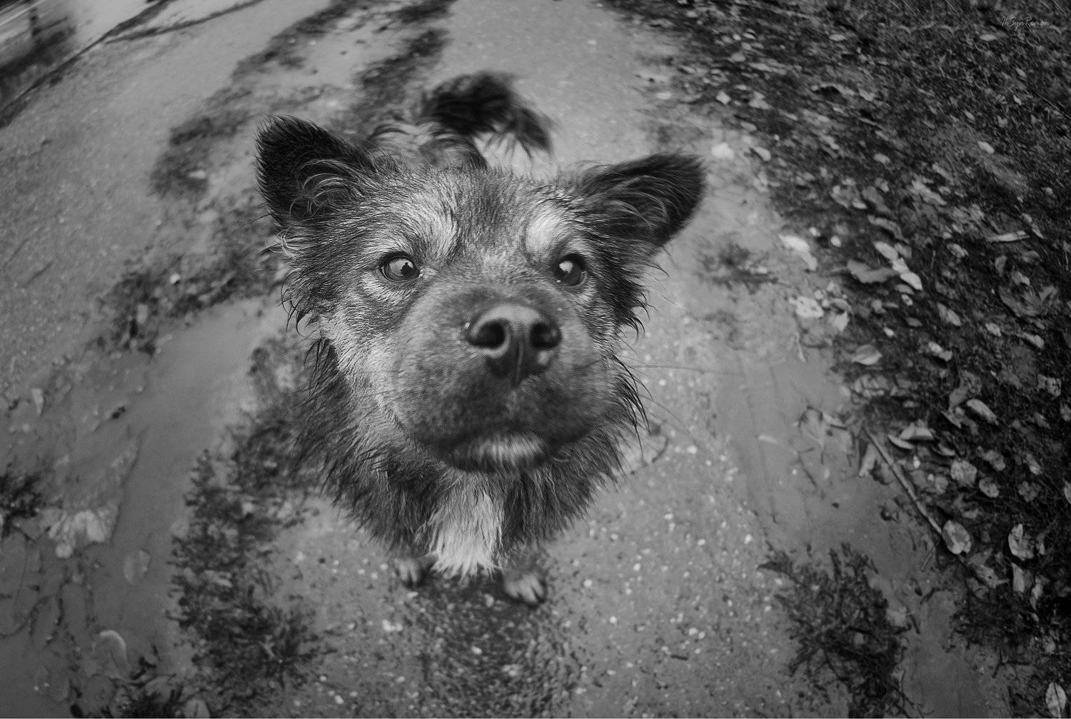 пес,собака,улица, Roma  Chitinskiy