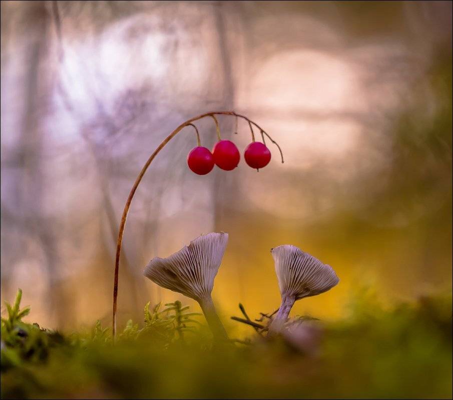 , Бурлов Андрей