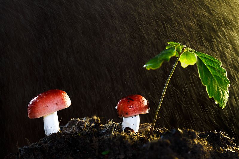 В красных шапочках... фото превью