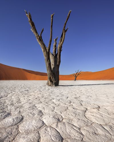 Dead Acacia Trees and Red Dunes of Deadvlei