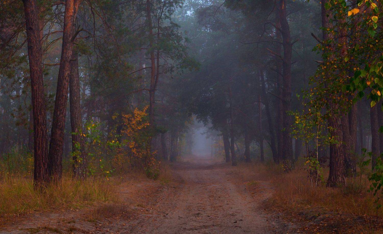 лес, осень, октябрь, туман, сырость, Галанзовская Оксана