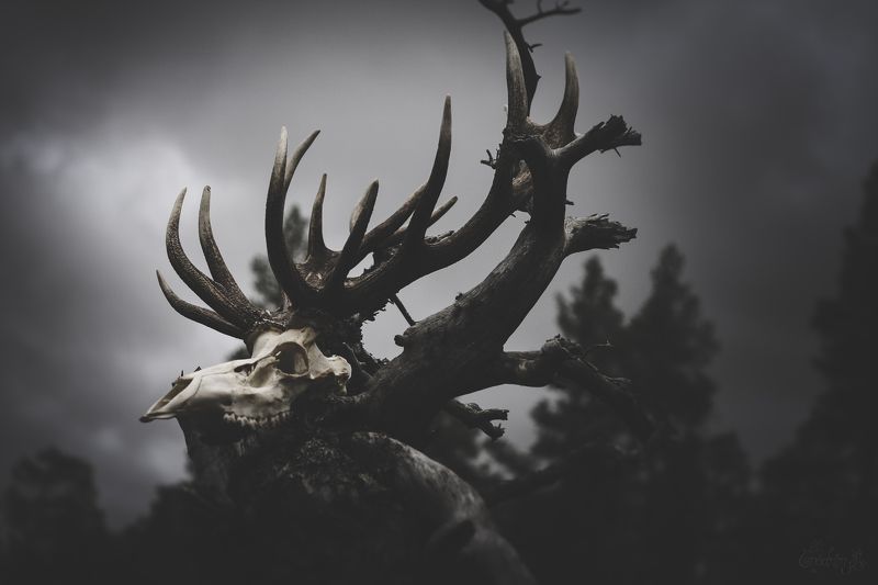 nature, death, skull, celtic mythology, deer, bones, pagan, cult of luna Cernunnos Path фото превью