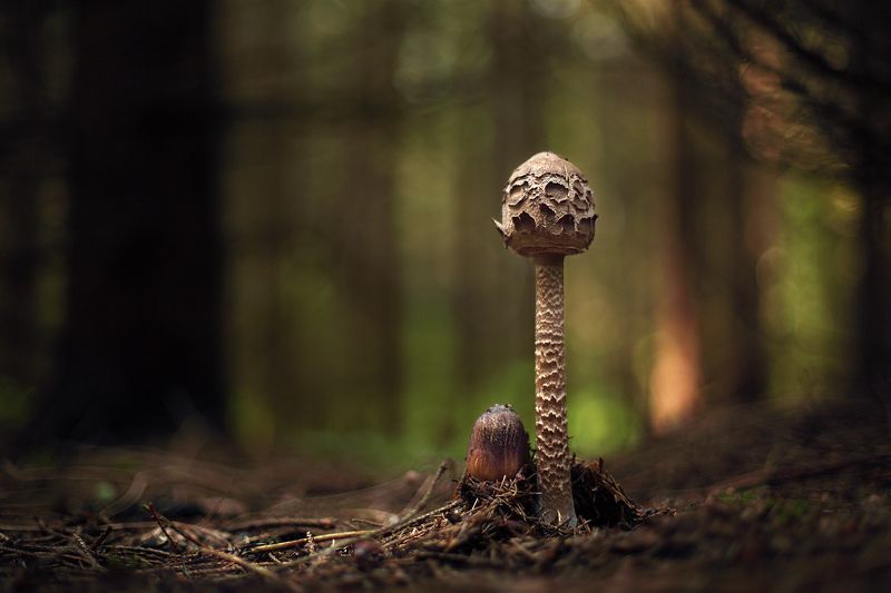 Лесные истории... фото превью