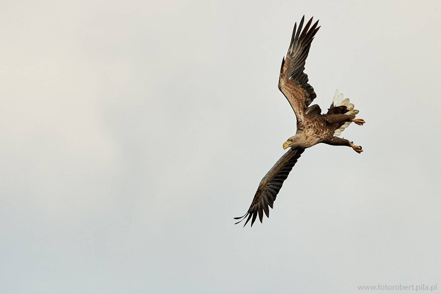 Орел в полете, Robert Szmytkowski