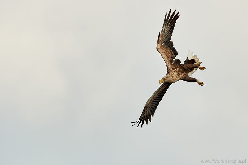 Орел в полете Орел в полете фото превью
