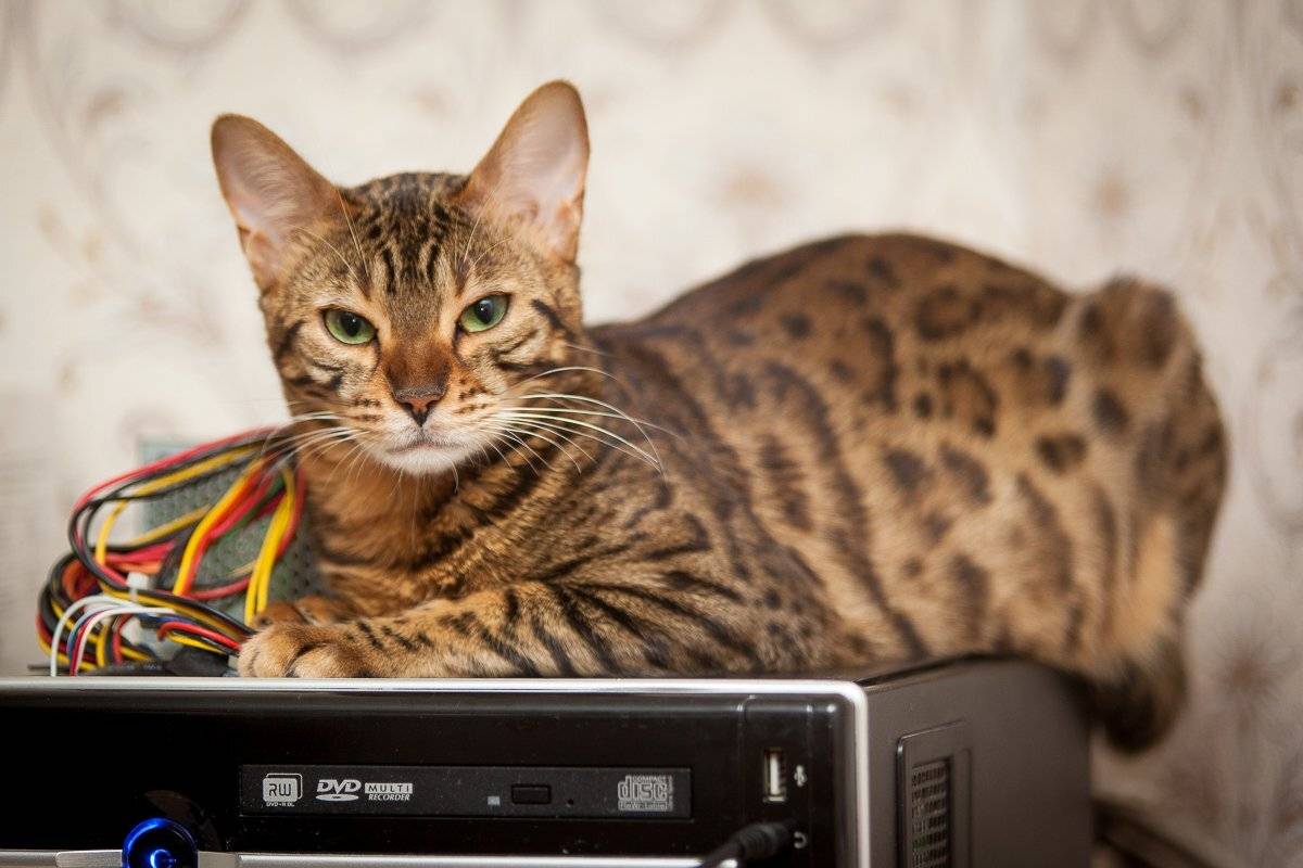 mr.filler, Николай