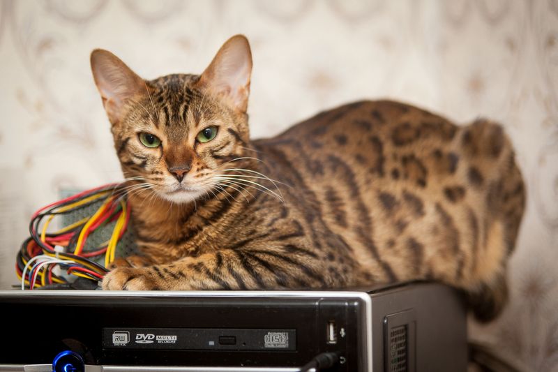 mr.filler *** фото превью