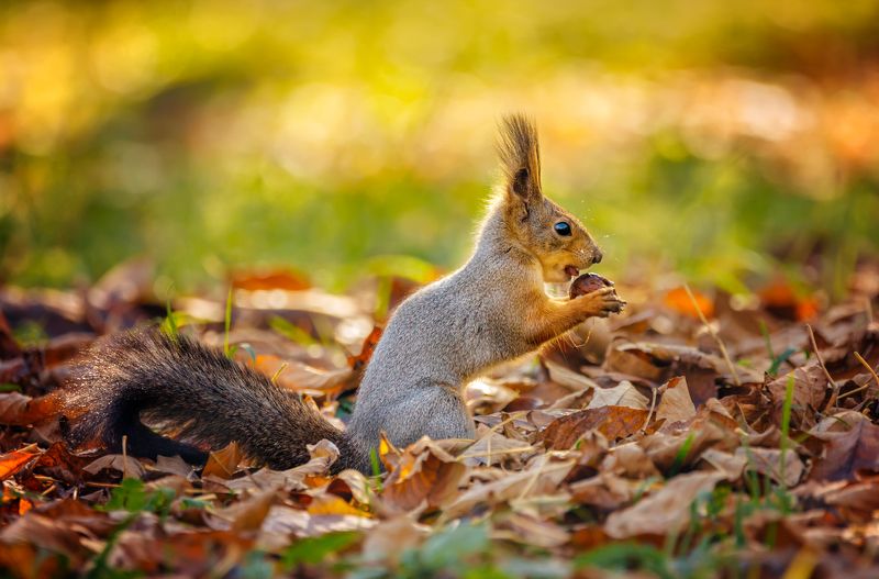 Лакомый кусочек фото превью