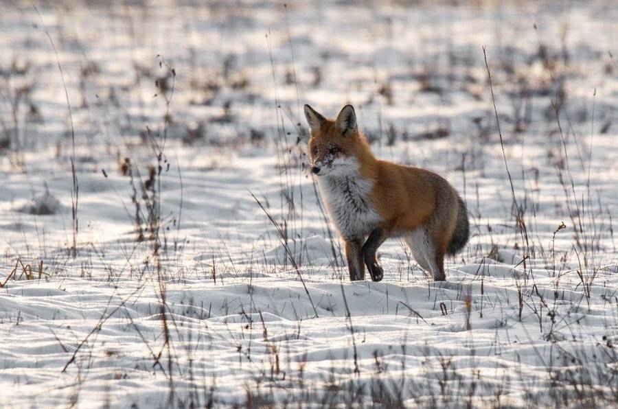 лисица, снег, дикие животные,поле,, Владимир Пакалевич