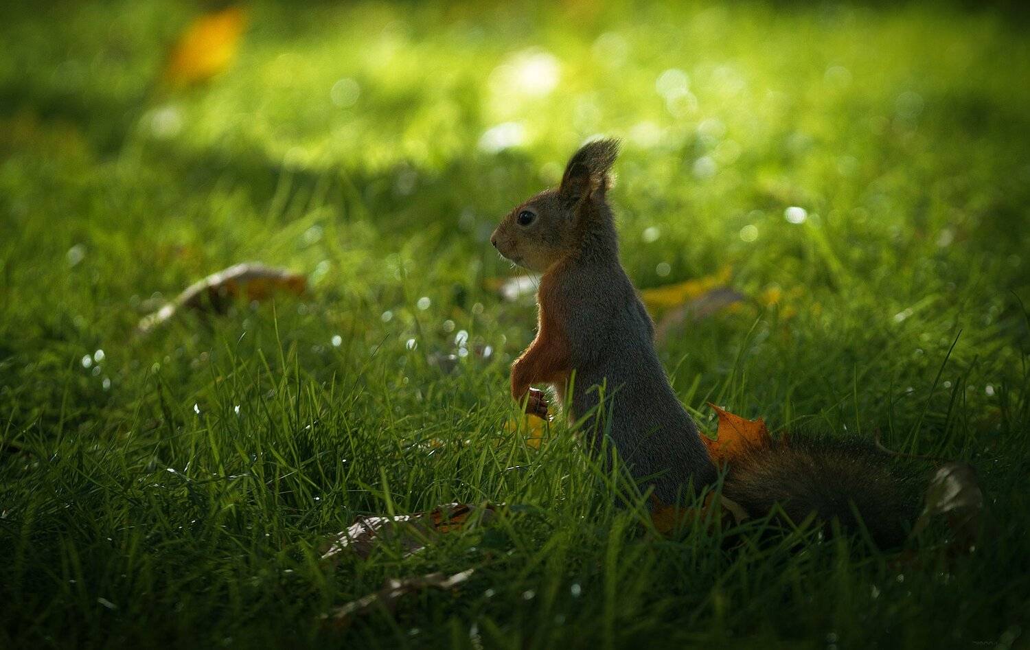 природа, лес, животные, птицы, Дмитрий Посевич