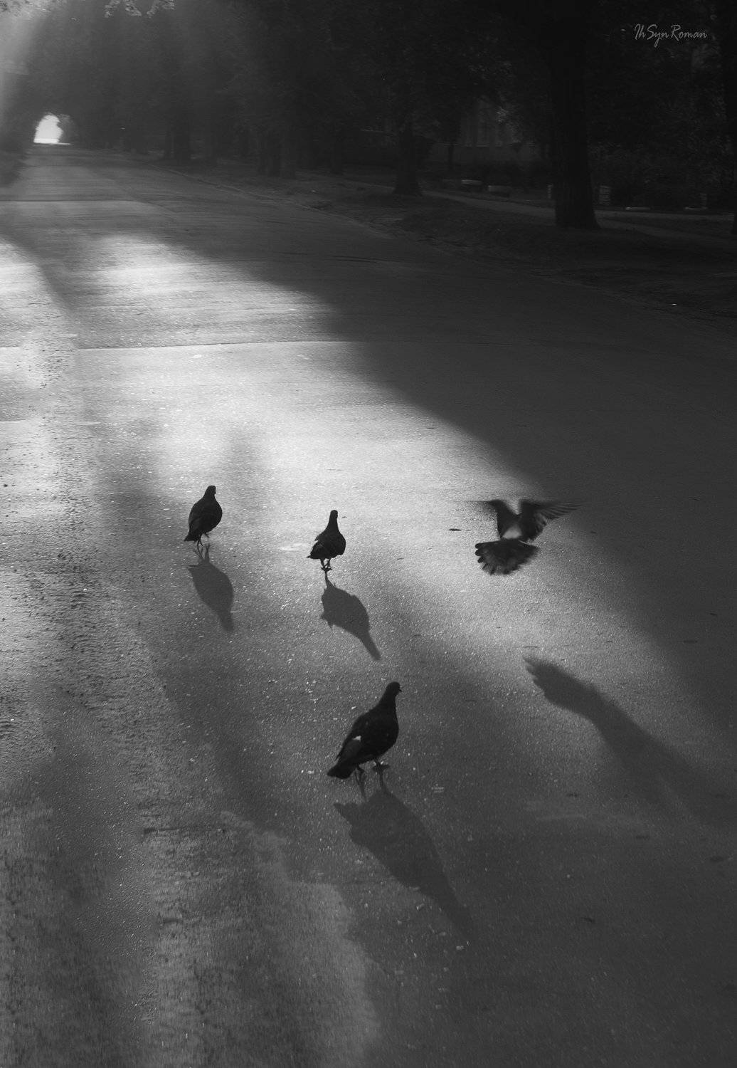 голуби,дорога, Roma  Chitinskiy