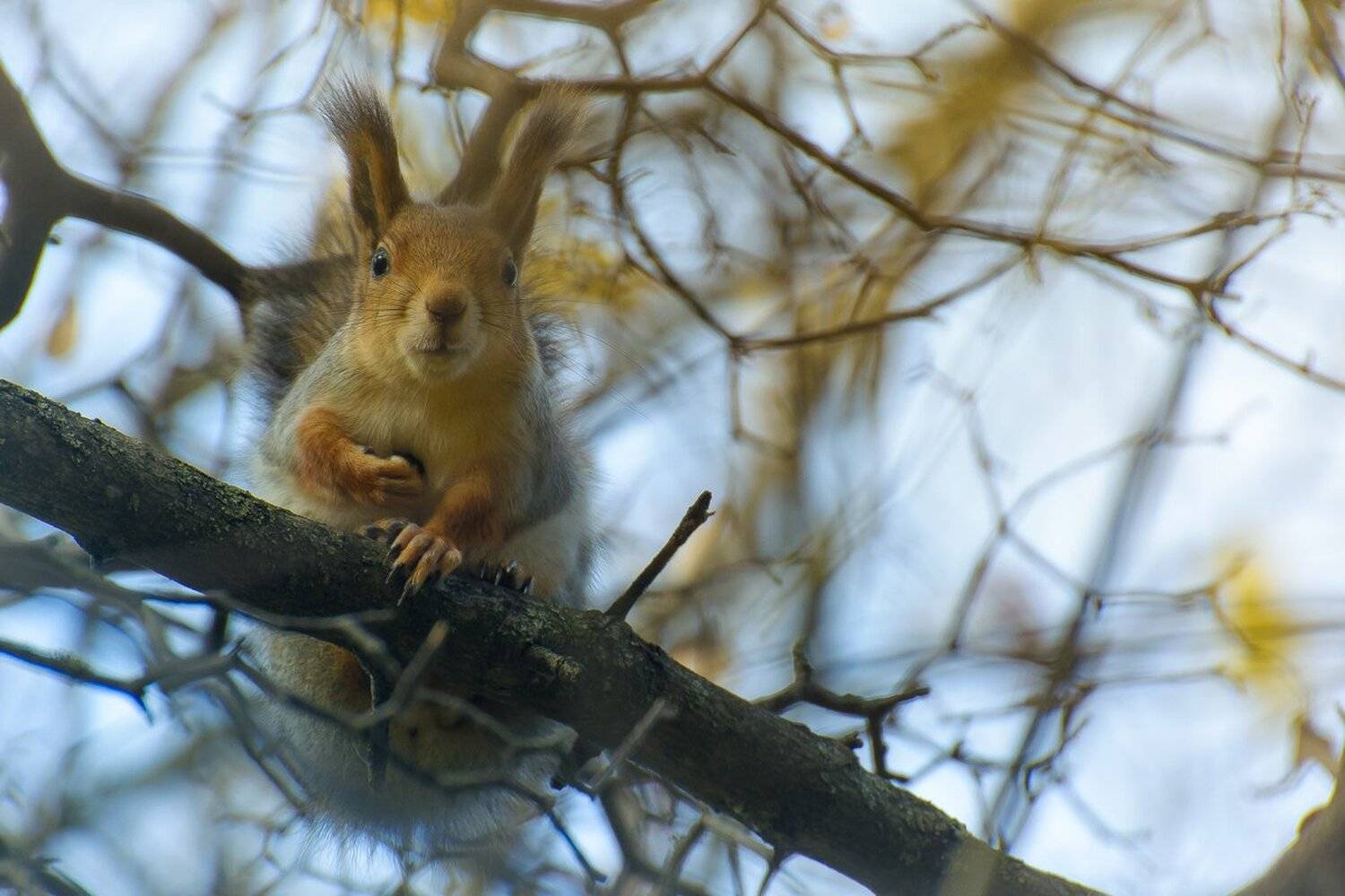 , Кузнецов Дмитрий