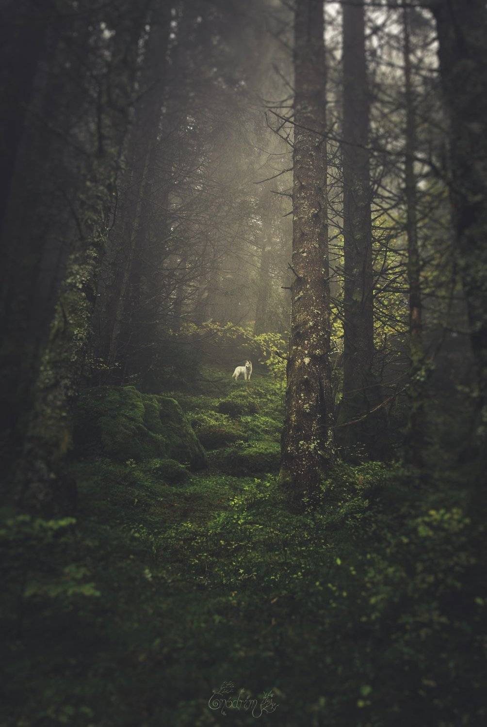 nature, forest, dogs, wolf, nature photographe, landscapes, france, alps, mist, pagan, soul, escape, trees, fog, Onodrim
