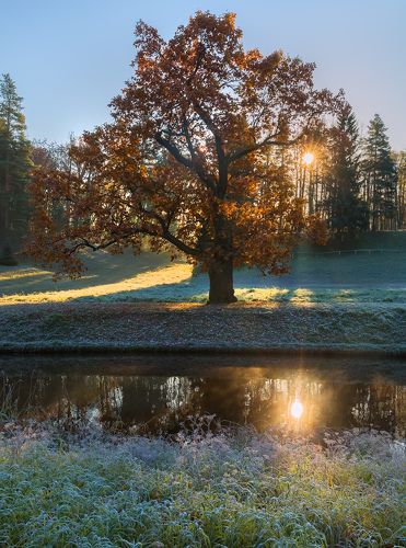 Павловские осенние дубы.