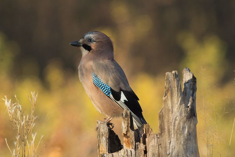 Сойка фото превью