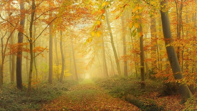 The colors of the autumn. фото превью