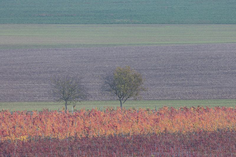 южная моравия, виноград, осень Виноградная акварель фото превью