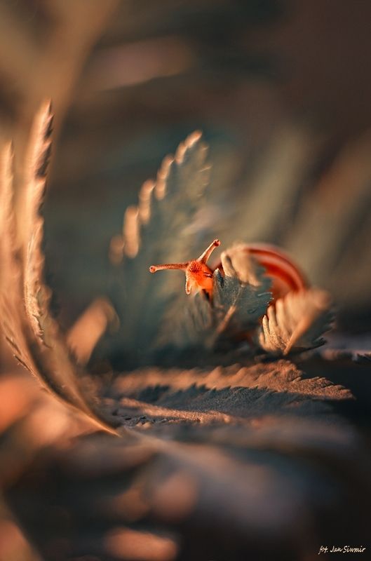 snail, jupiter, Peekaboo! фото превью