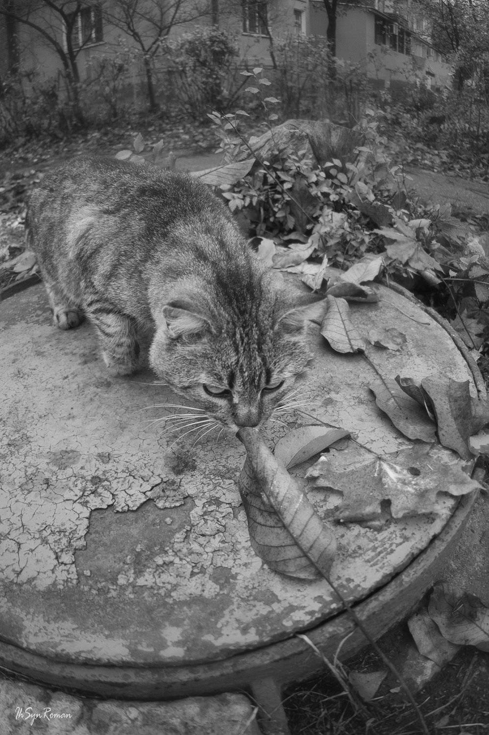 кот,котяра,улица,осень,листья, Roma  Chitinskiy