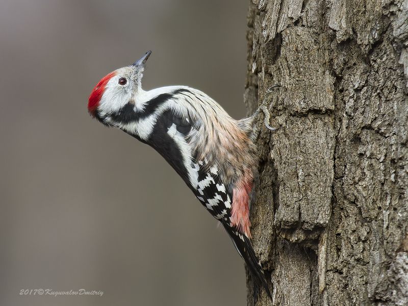 Средний пёстрый дятел фото превью