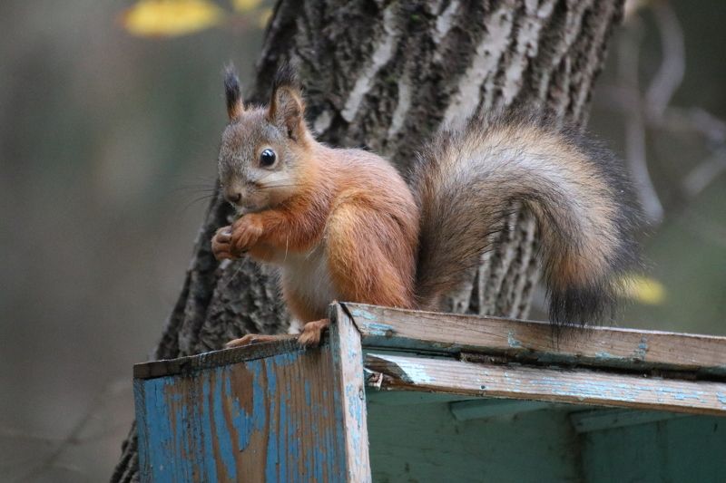 Любитель поесть фото превью